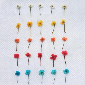 120 adet Preslenmiş Kurutulmuş Mini Lobularia Maritima Çiçek Bitki Herbaryum Takı Kartpostal Davetiye Kartı Yapma Aksesuarları