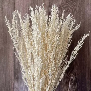 70g / Doğal Kurutulmuş Çiçekler Pennisetum Flaccidum Buketleri, Kuru Beyaz Çim Çiçek Düzenleme Malzemeleri Düğün Süslemeleri İçin, Ev