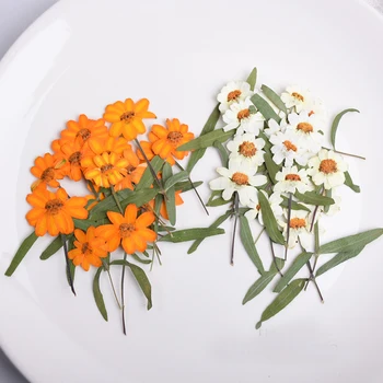 Doğal Zinnia Sapları Üzerinde Kurutulmuş Çiçek Aranjmanı DIY Coaster Malzeme 60 Adet