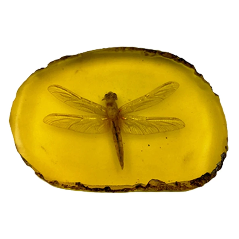 Amber Süsler Örnekler Böcekler Akrepler Yusufçuklar Ağustosböcekleri Kelebekler Yengeçler Ev Koleksiyonu Odası Dekor Hediye